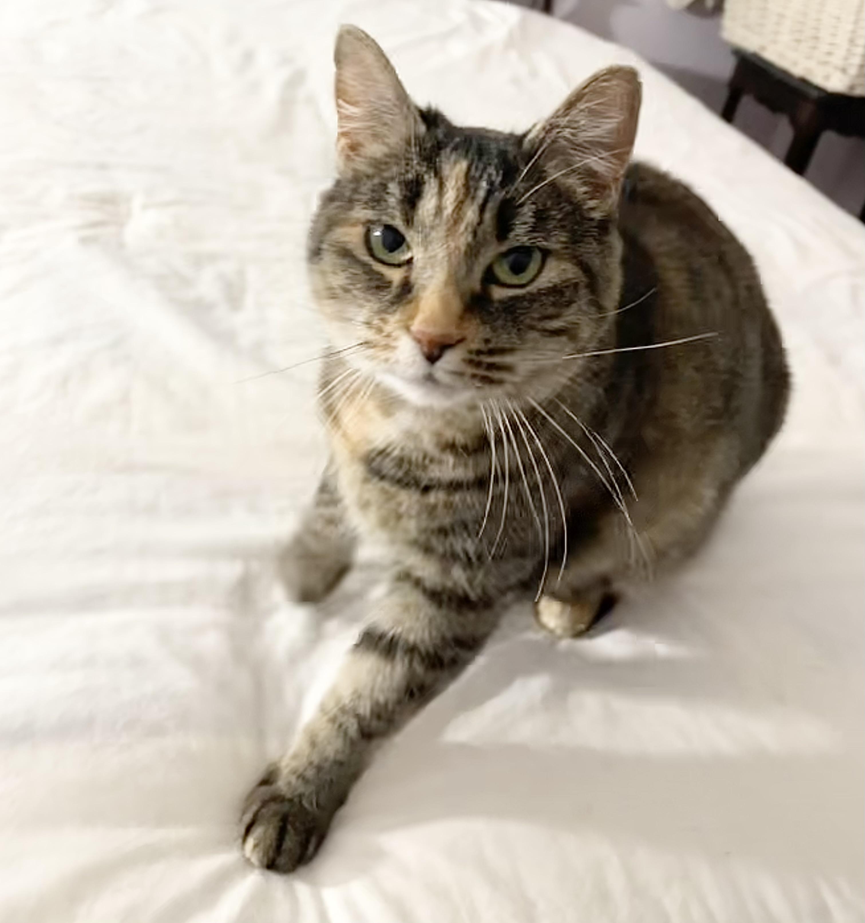 Enlarge Astrid, a Adoptable Calico in Hampden, MA image 3/6