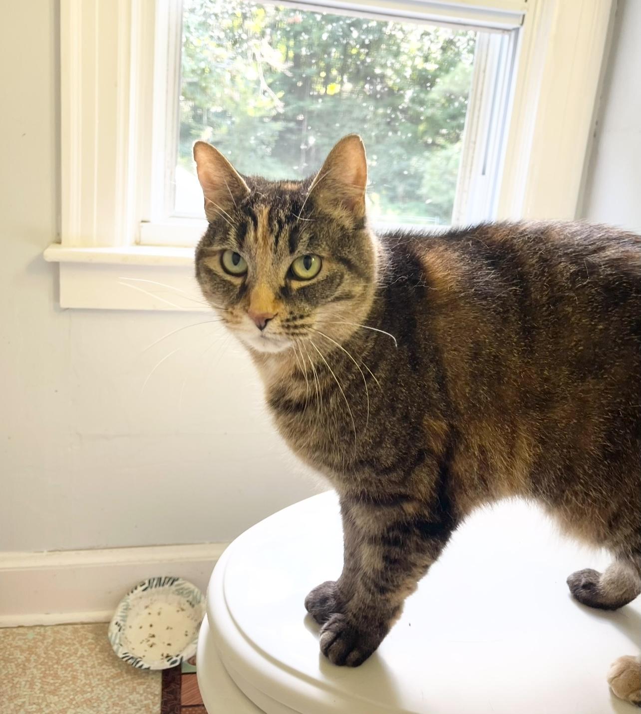 Enlarge Astrid, a Adoptable Calico in Hampden, MA image 6/6