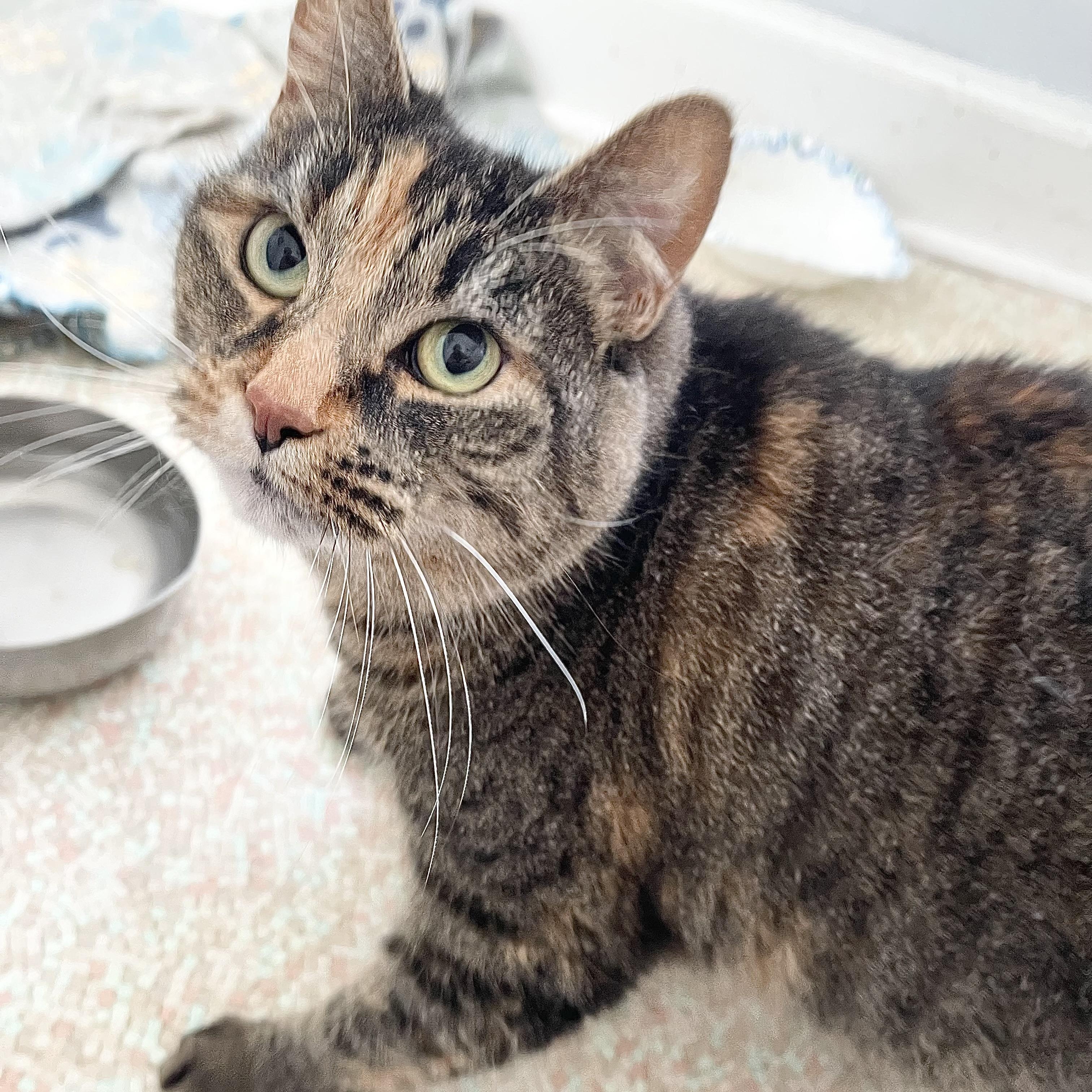 Enlarge Astrid, a Adoptable Calico in Hampden, MA image 1/6