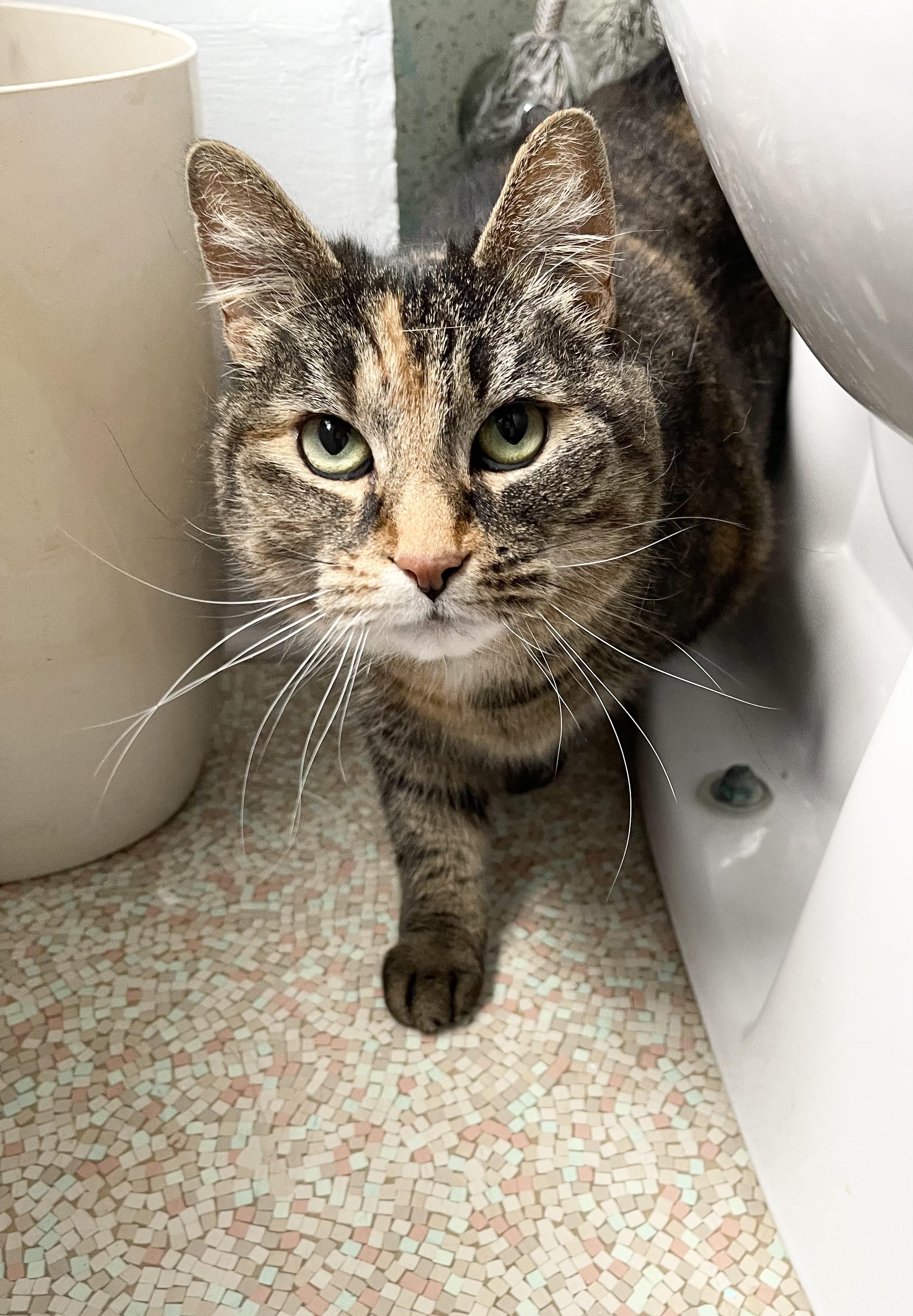 Enlarge Astrid, a Adoptable Calico in Hampden, MA image 2/6