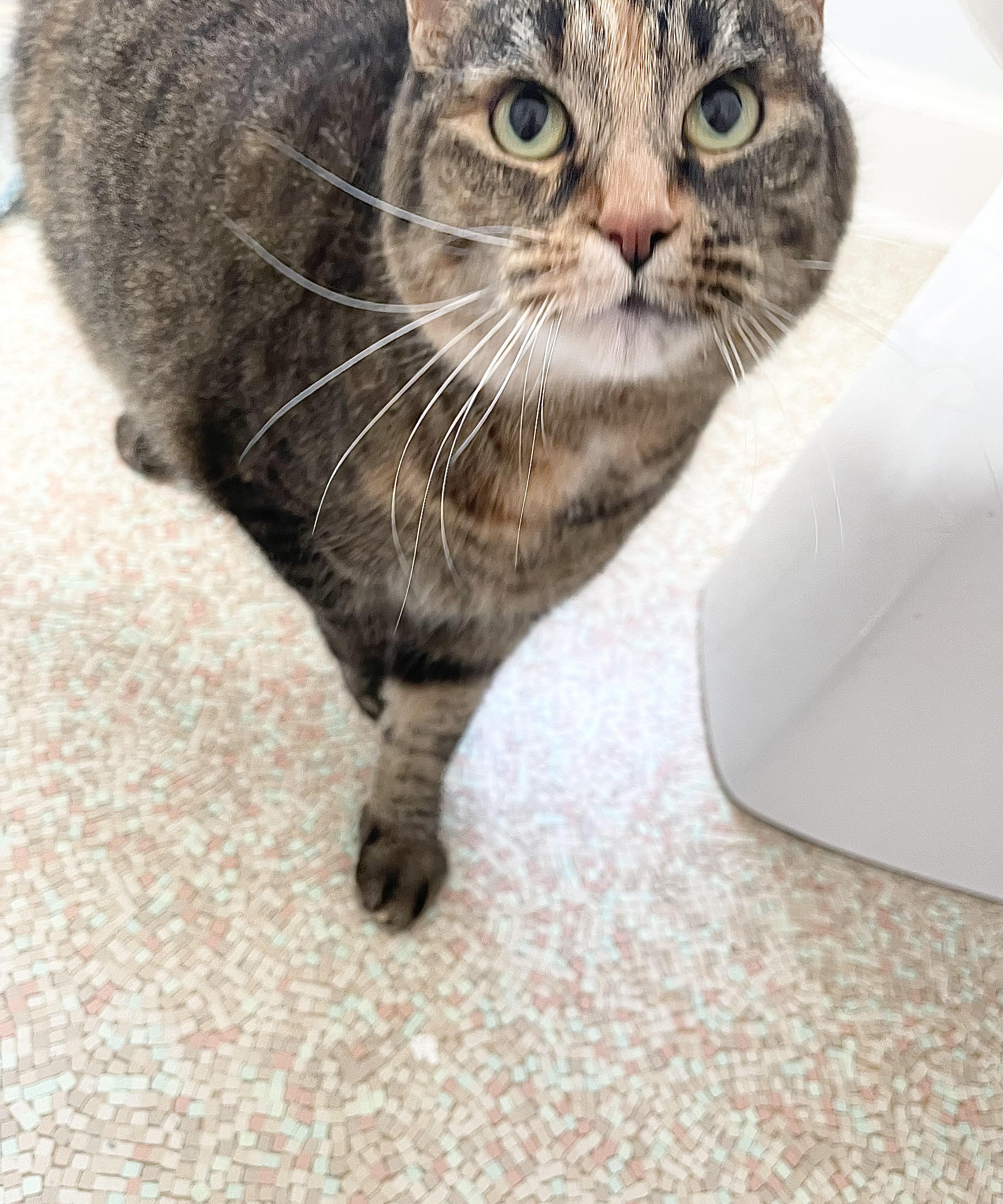 Enlarge Astrid, a Adoptable Calico in Hampden, MA image 4/6