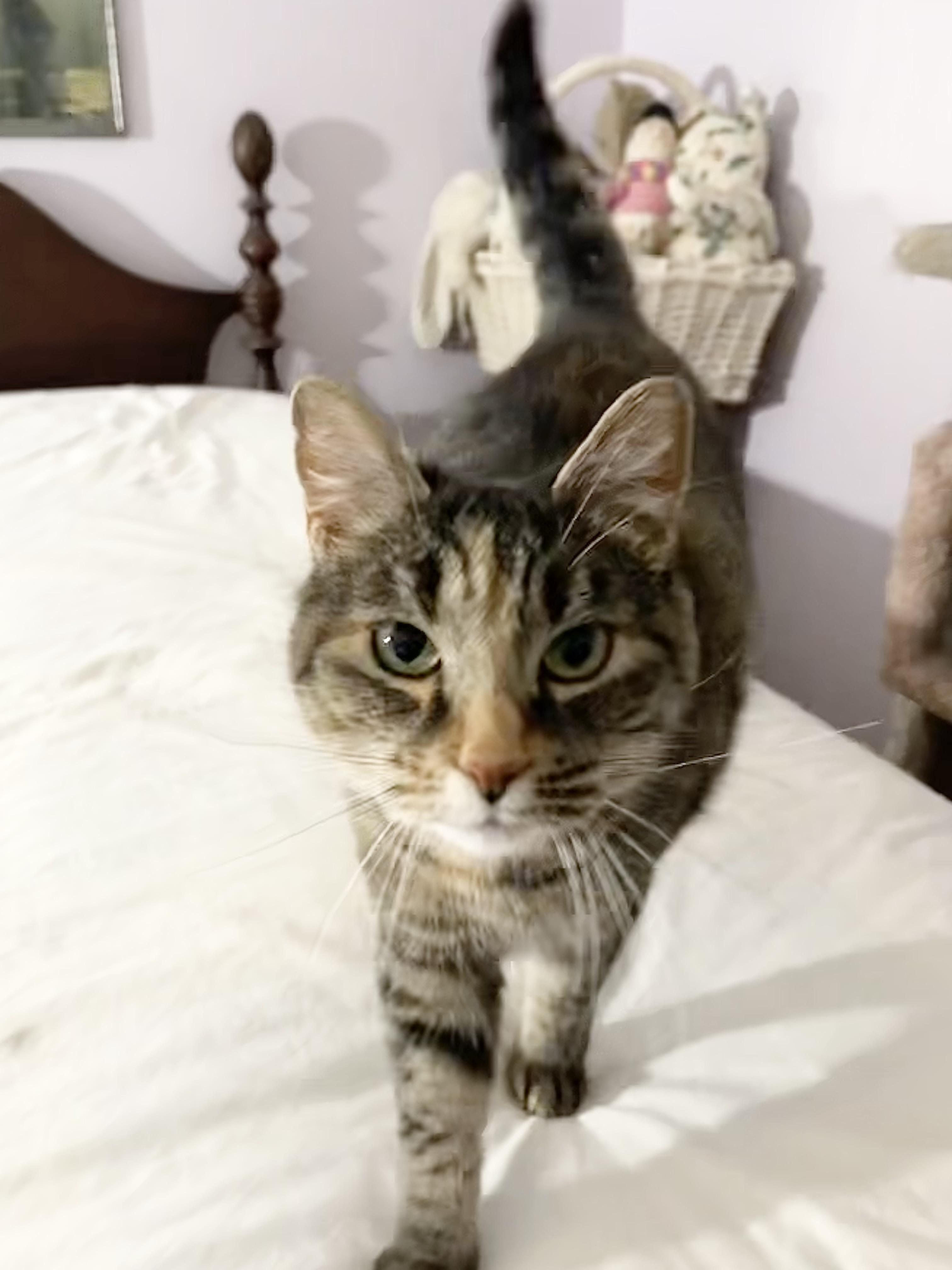 Enlarge Astrid, a Adoptable Calico in Hampden, MA image 5/6