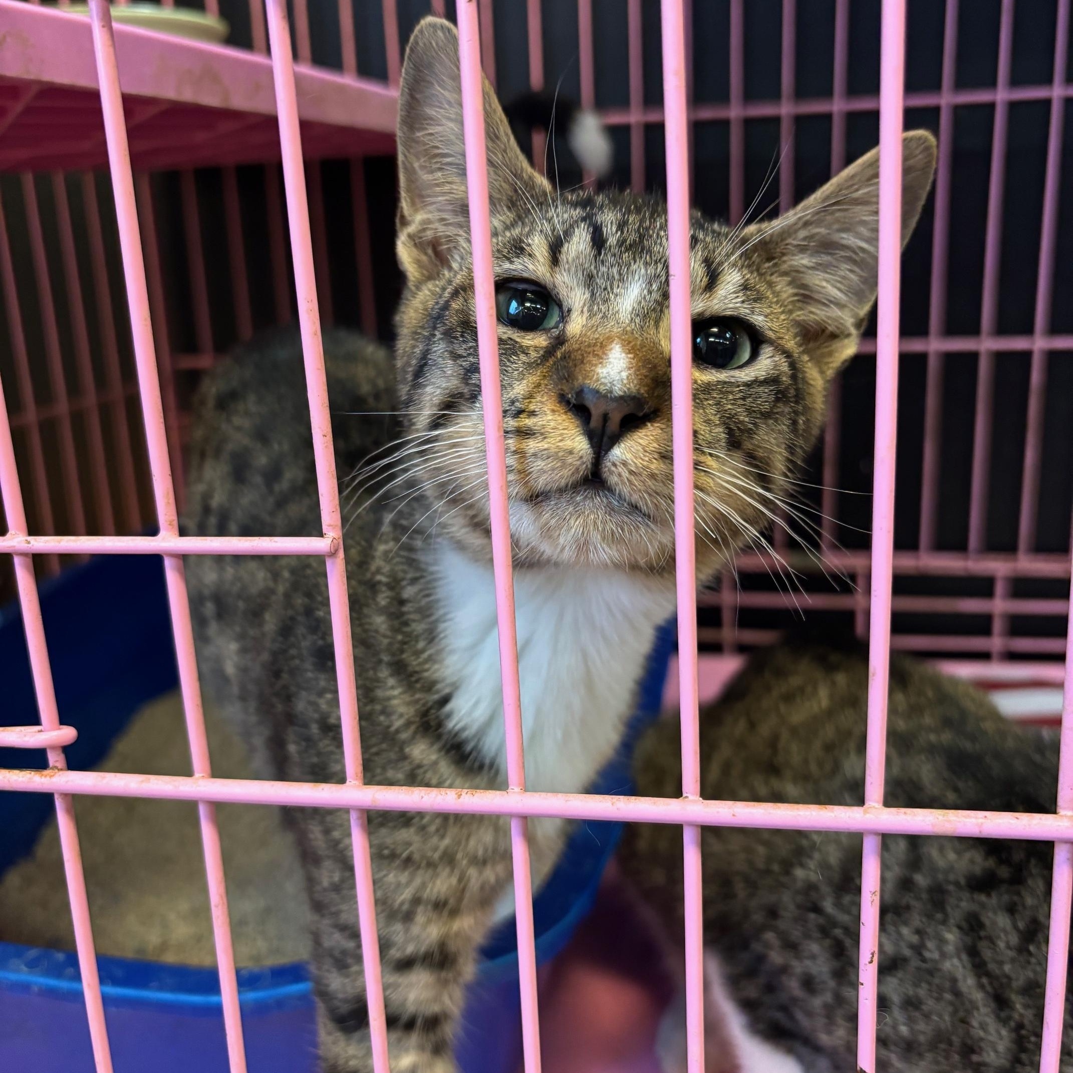 Moser, ADOPTABLE, Young Male Tabby.