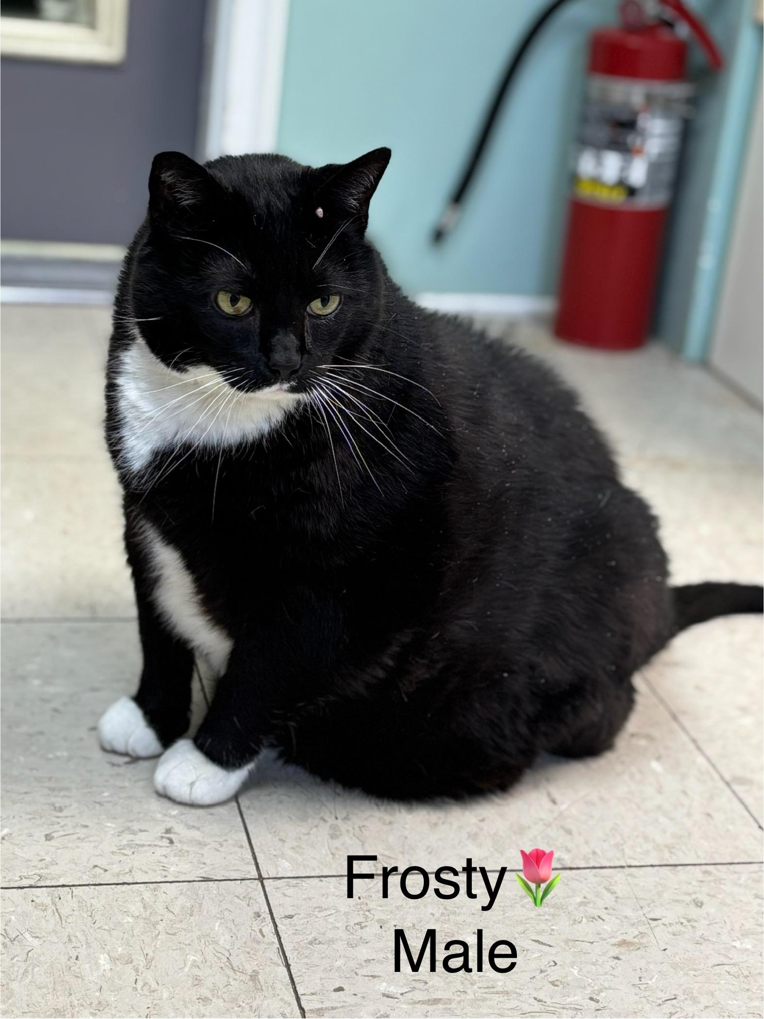 Frosty, an adoptable Domestic Short Hair in Calais, ME, 04619 | Photo Image 1
