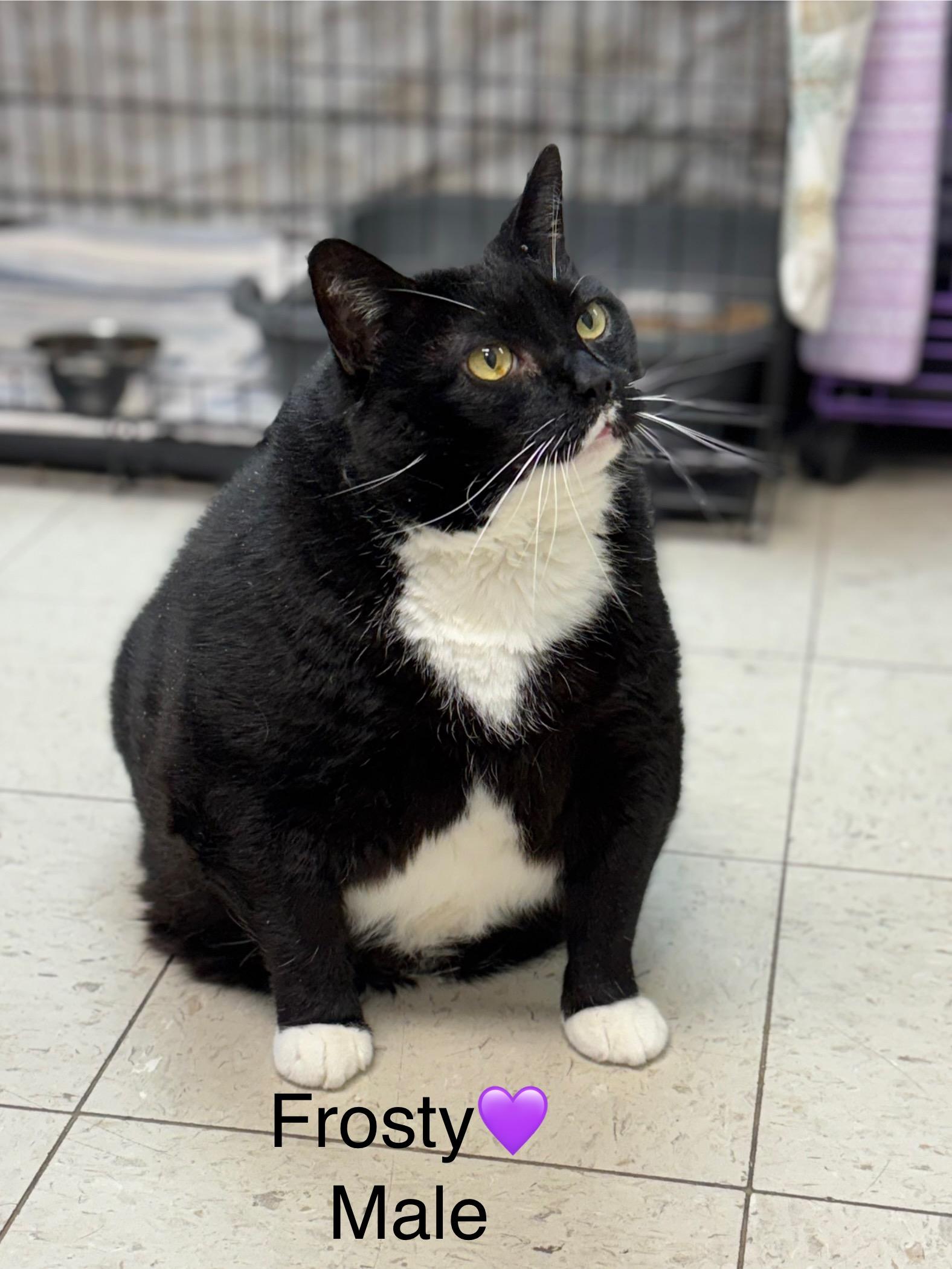 Frosty, an adoptable Domestic Short Hair in Calais, ME, 04619 | Photo Image 2