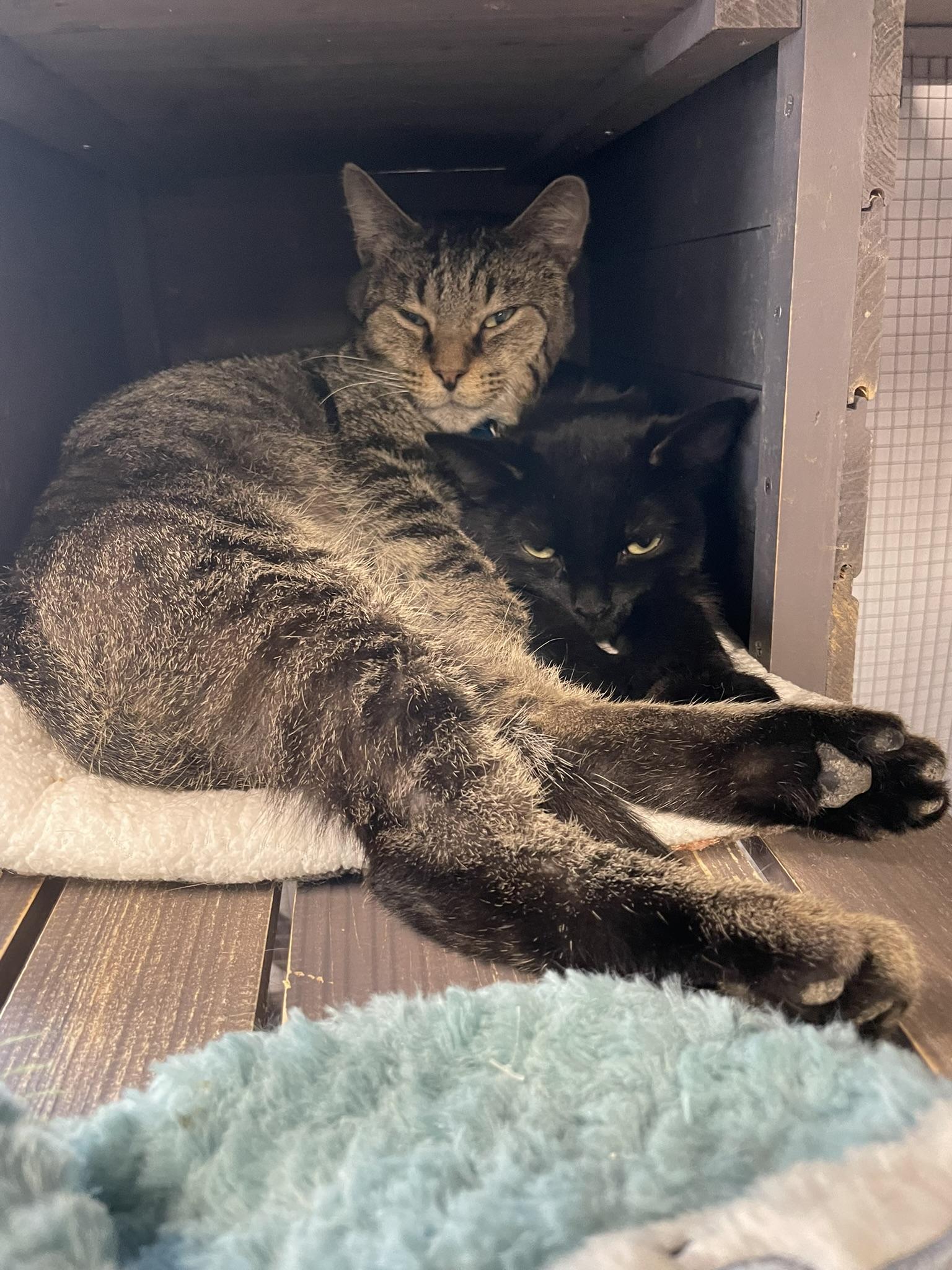 Juju, a ADOPTABLE Domestic Short Hair in Grand Rapids, MI image 3/5