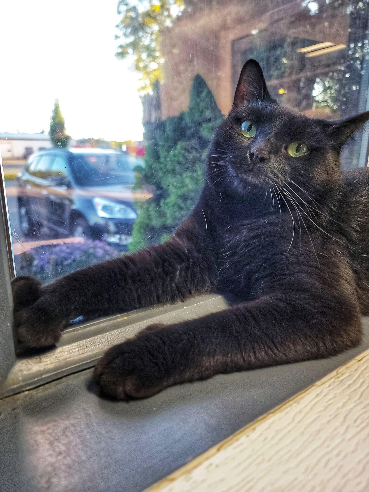 Juju, a ADOPTABLE Domestic Short Hair in Grand Rapids, MI image 2/5