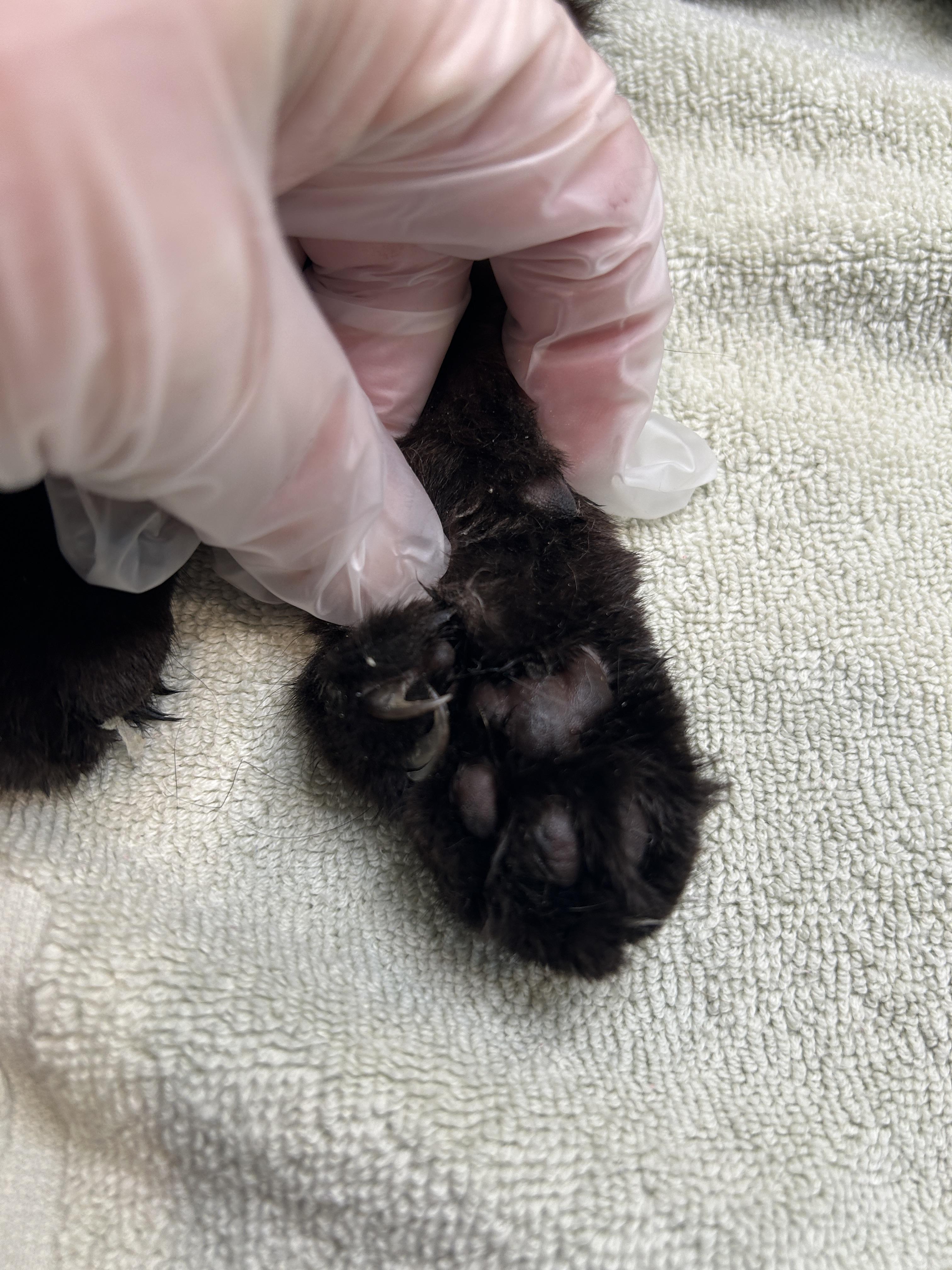 Juju, a ADOPTABLE Domestic Short Hair in Grand Rapids, MI image 5/5