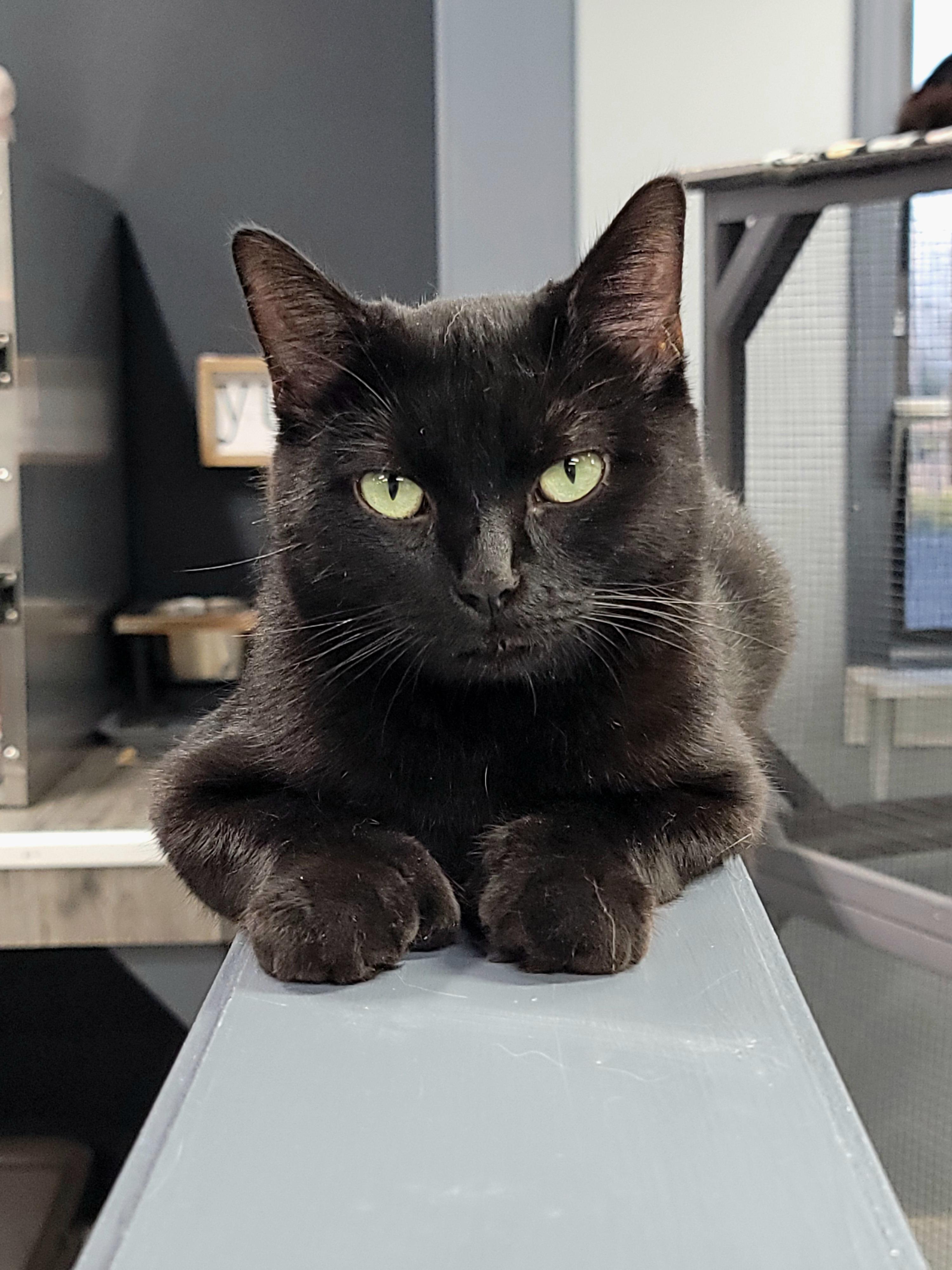 Juju, a ADOPTABLE Domestic Short Hair in Grand Rapids, MI image 1/5