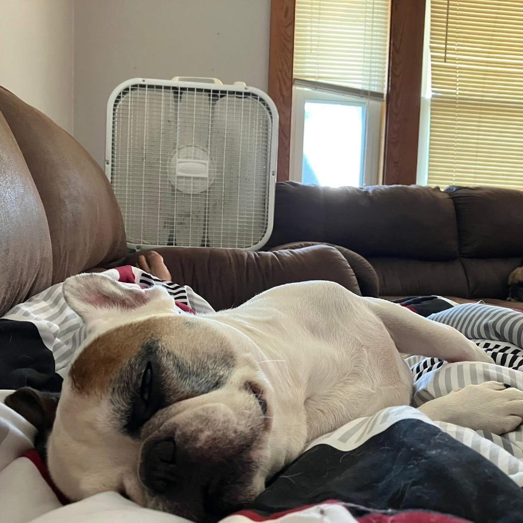 *BONDED* Cash & Nova, Adoptable, Senior Male French Bulldog.