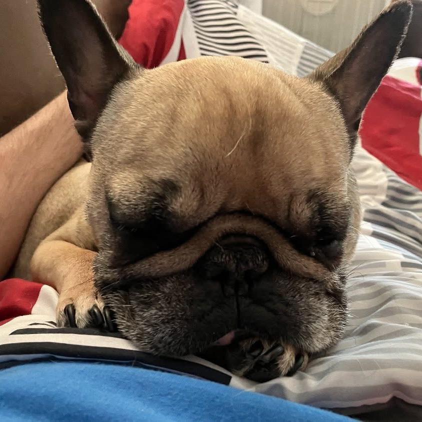 *BONDED* Cash & Nova, a Adoptable French Bulldog in Oxford, ME image 2/5