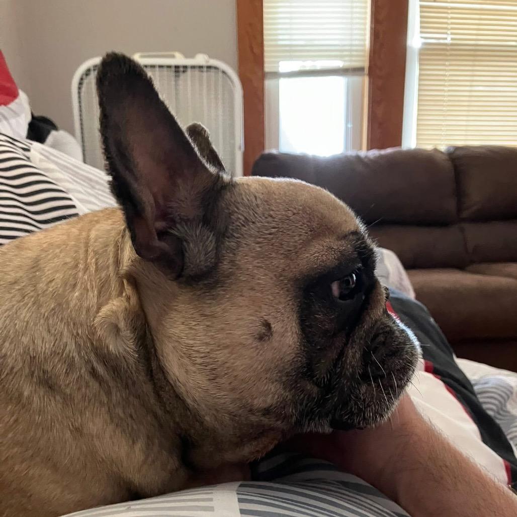 *BONDED* Cash & Nova, a Adoptable French Bulldog in Oxford, ME image 4/5