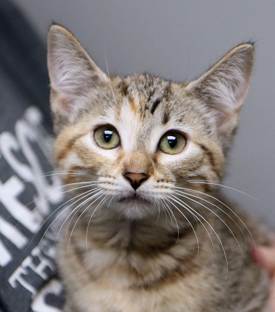 Caramel (AO35713), adopted, Kitten Female Domestic Short Hair.