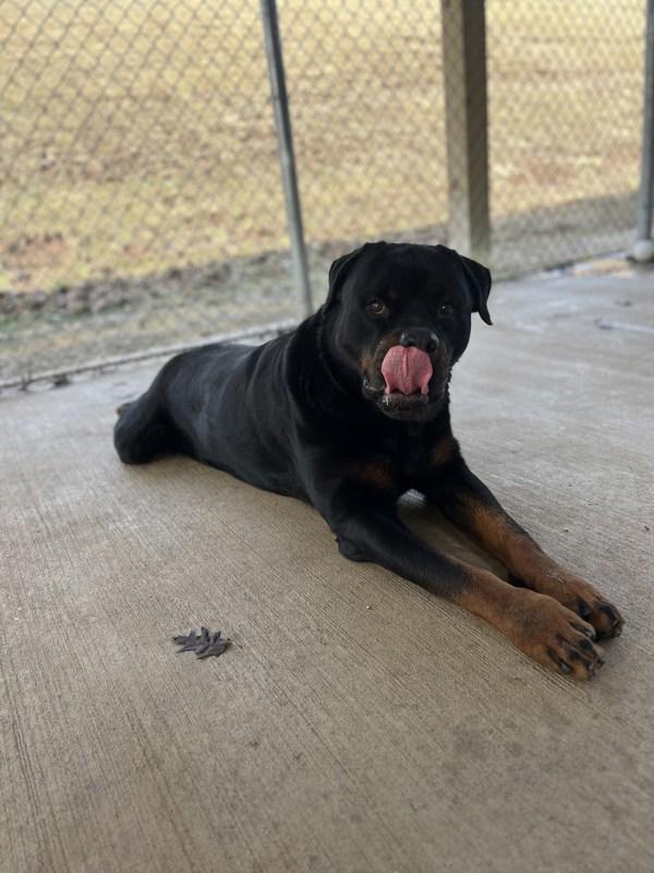 Smores, Adoptable, Adult Male Rottweiler.