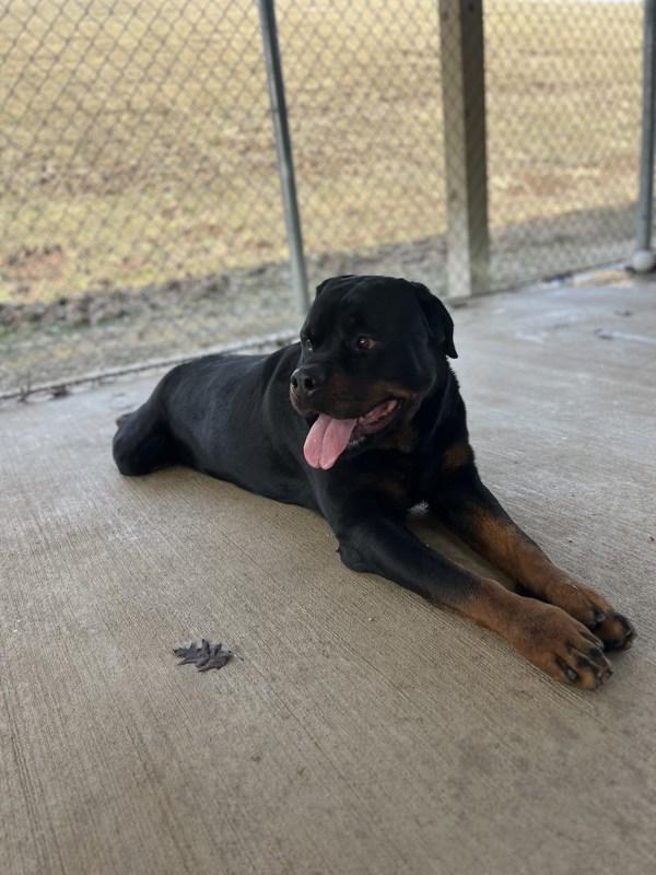 Enlarge Smores, a Adoptable mixed breed in Indiana, PA image 2/4