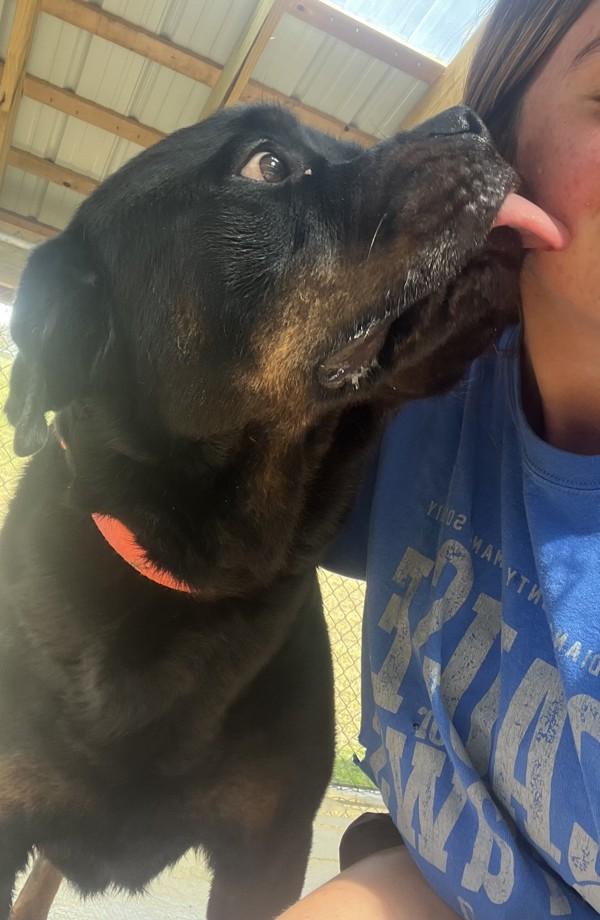 Enlarge Smores, a Adoptable mixed breed in Indiana, PA image 4/4