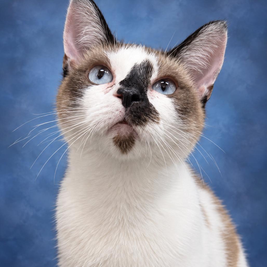 Riley, Adoptable, Young Female American Shorthair.