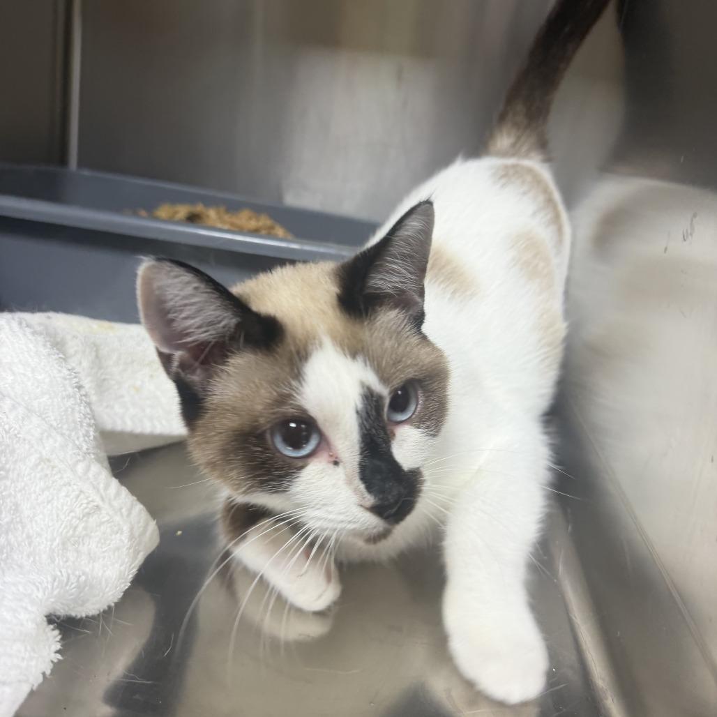 Enlarge Riley, a Adoptable American Shorthair in Donalsonville, GA image 2/3