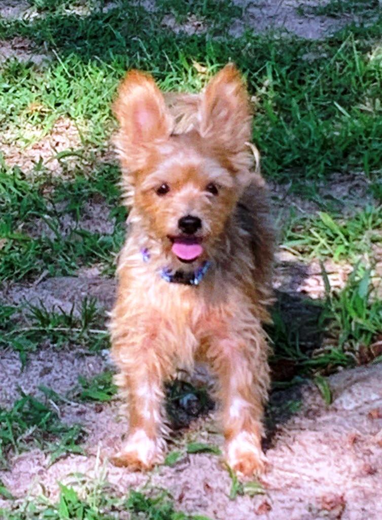 POOKIE (ADOPTION PENDING)