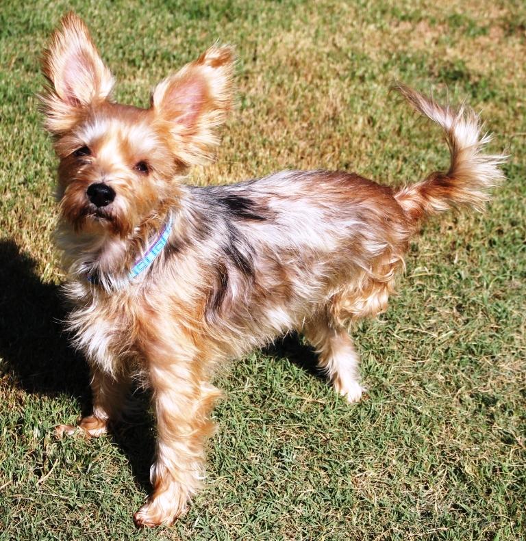 Enlarge POOKIE (ADOPTION PENDING), a Adopted mixed breed in Carrollton, TX image 2/2