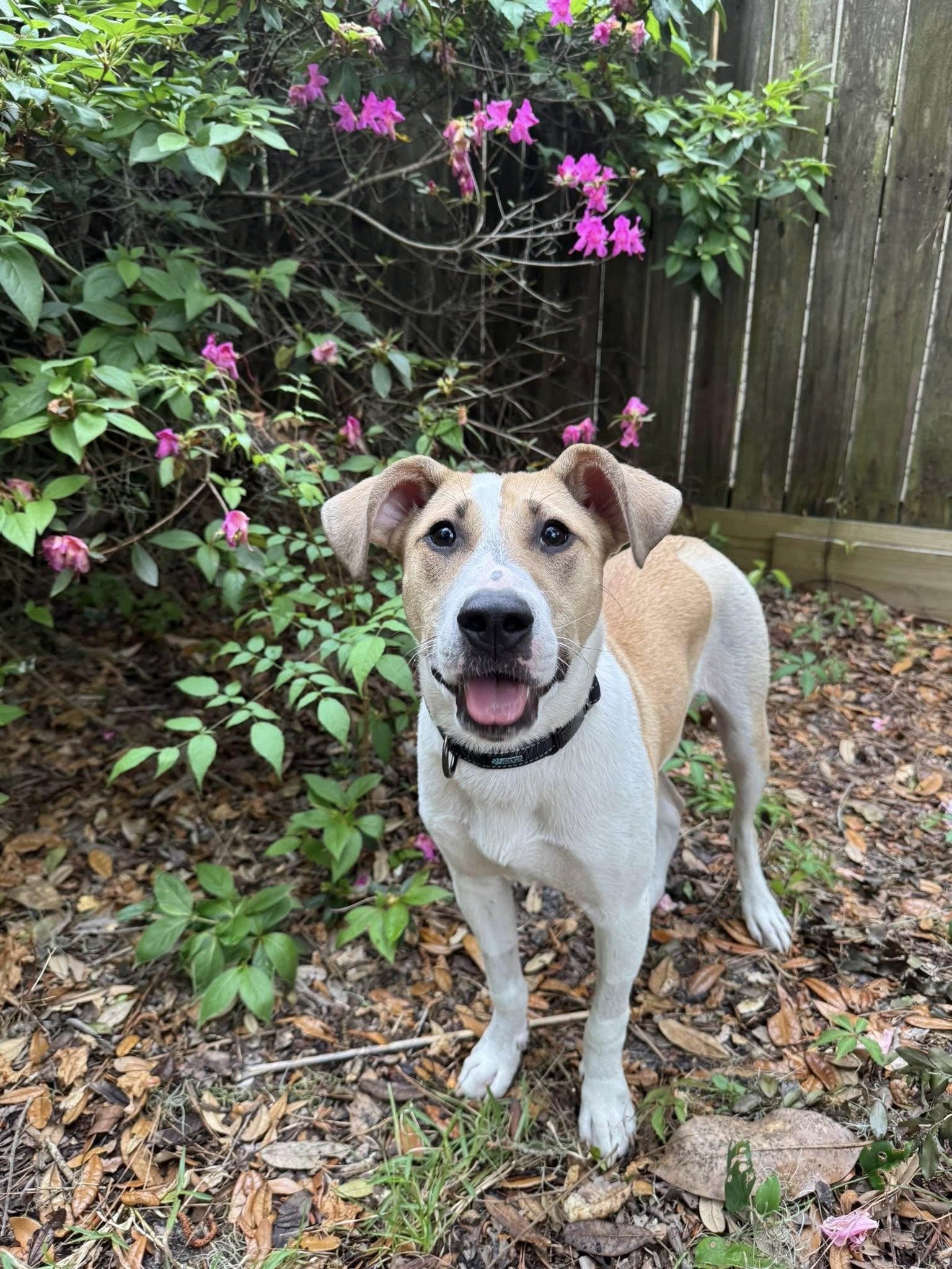 Enlarge Malachi, a Adopted mixed breed in St Simons Island, GA image 3/4