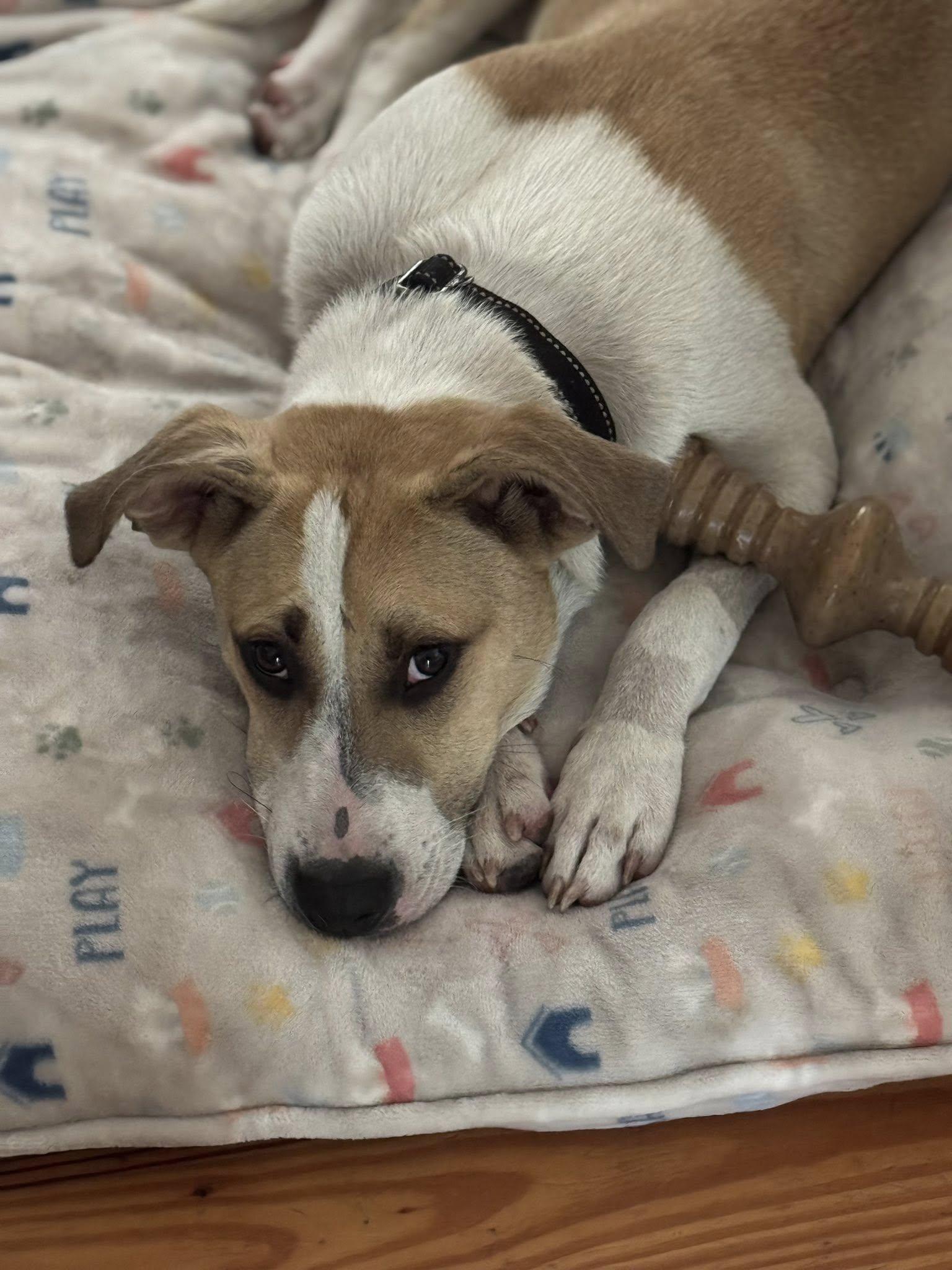 Enlarge Malachi, a Adopted mixed breed in St Simons Island, GA image 2/4