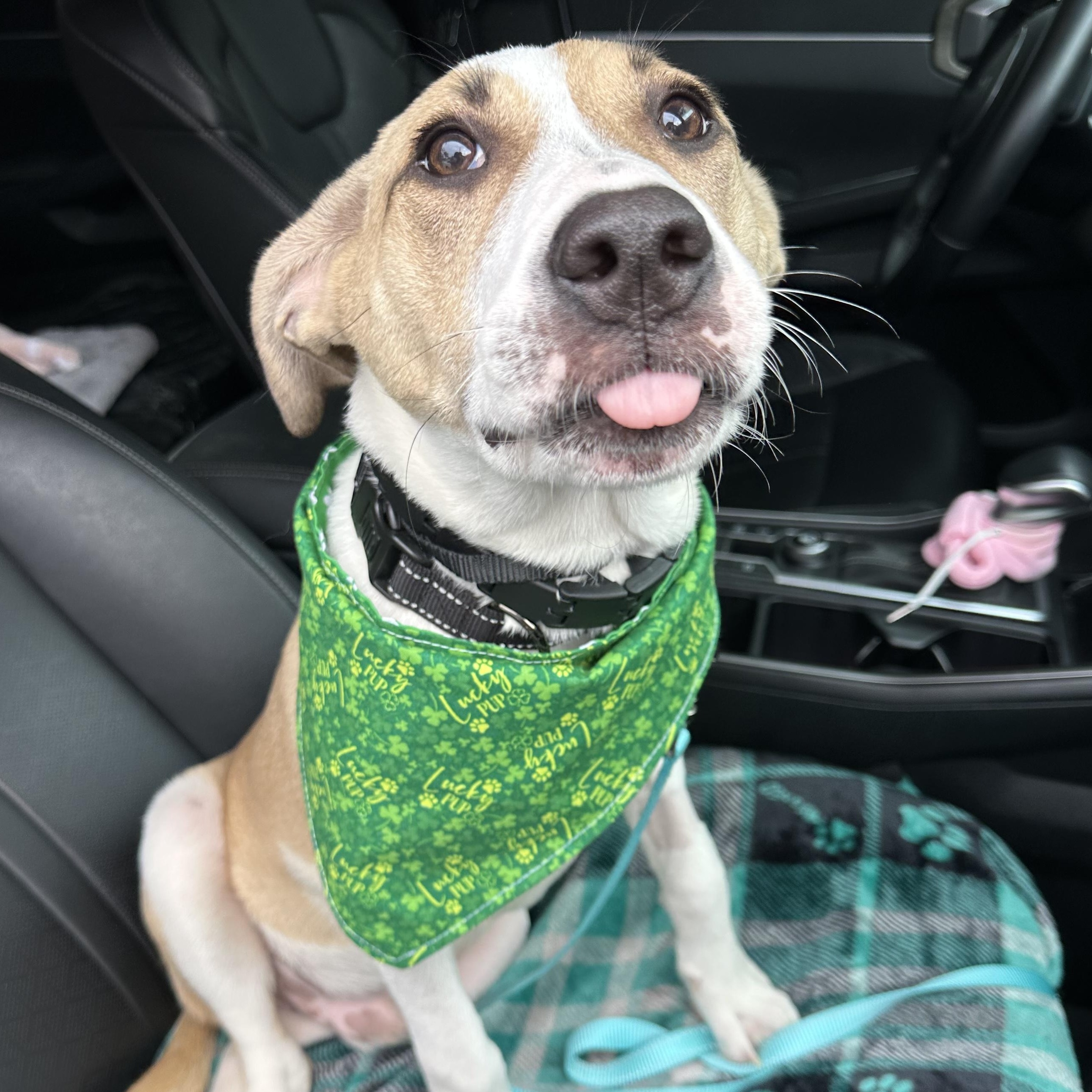 Enlarge Malachi, a Adopted mixed breed in St Simons Island, GA image 4/4