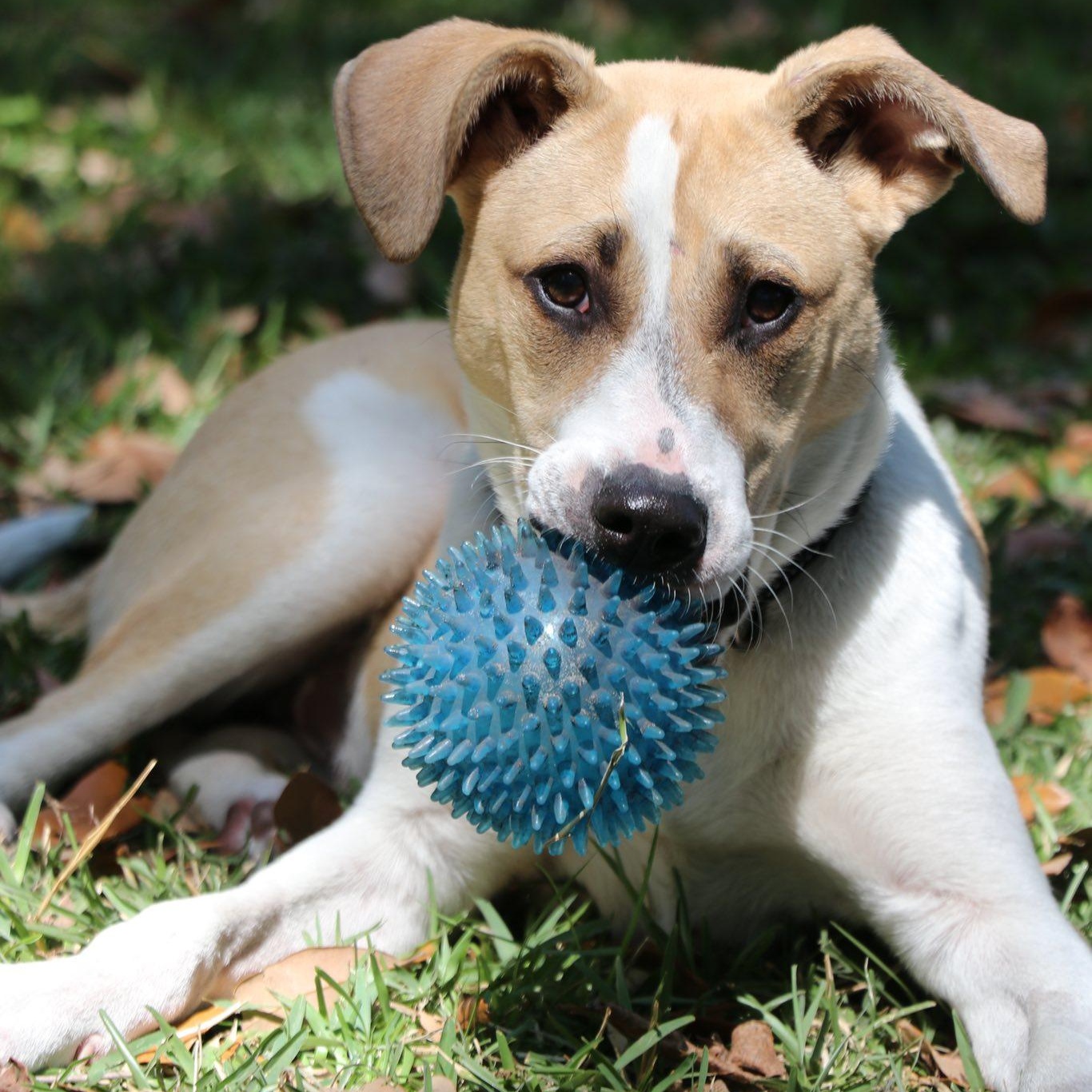Malachi, Adopted, Young Male American Foxhound & Black Mouth Cur.