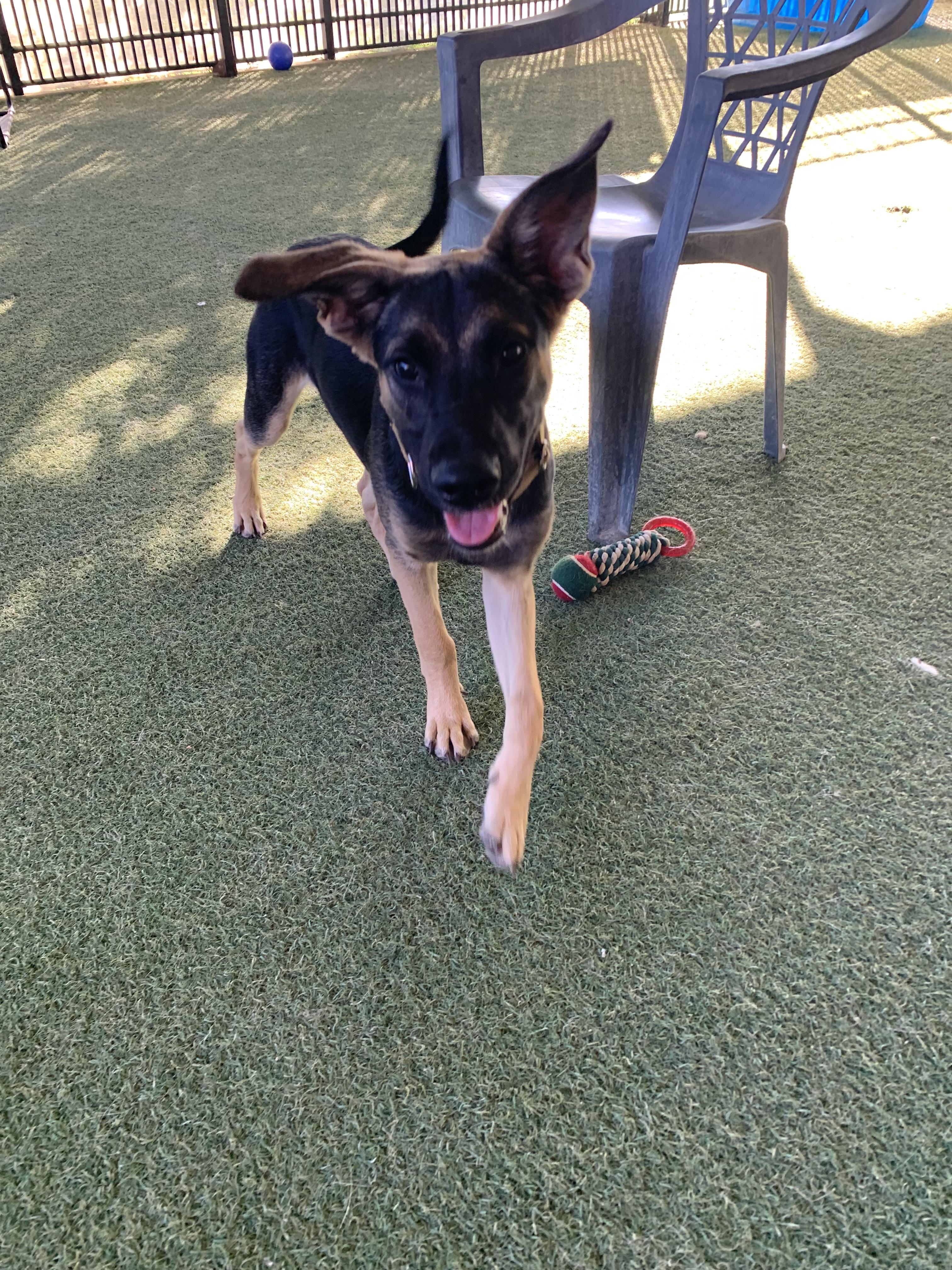 Enlarge Kirk, a Adopted mixed breed in Grass Valley, CA image 3/4
