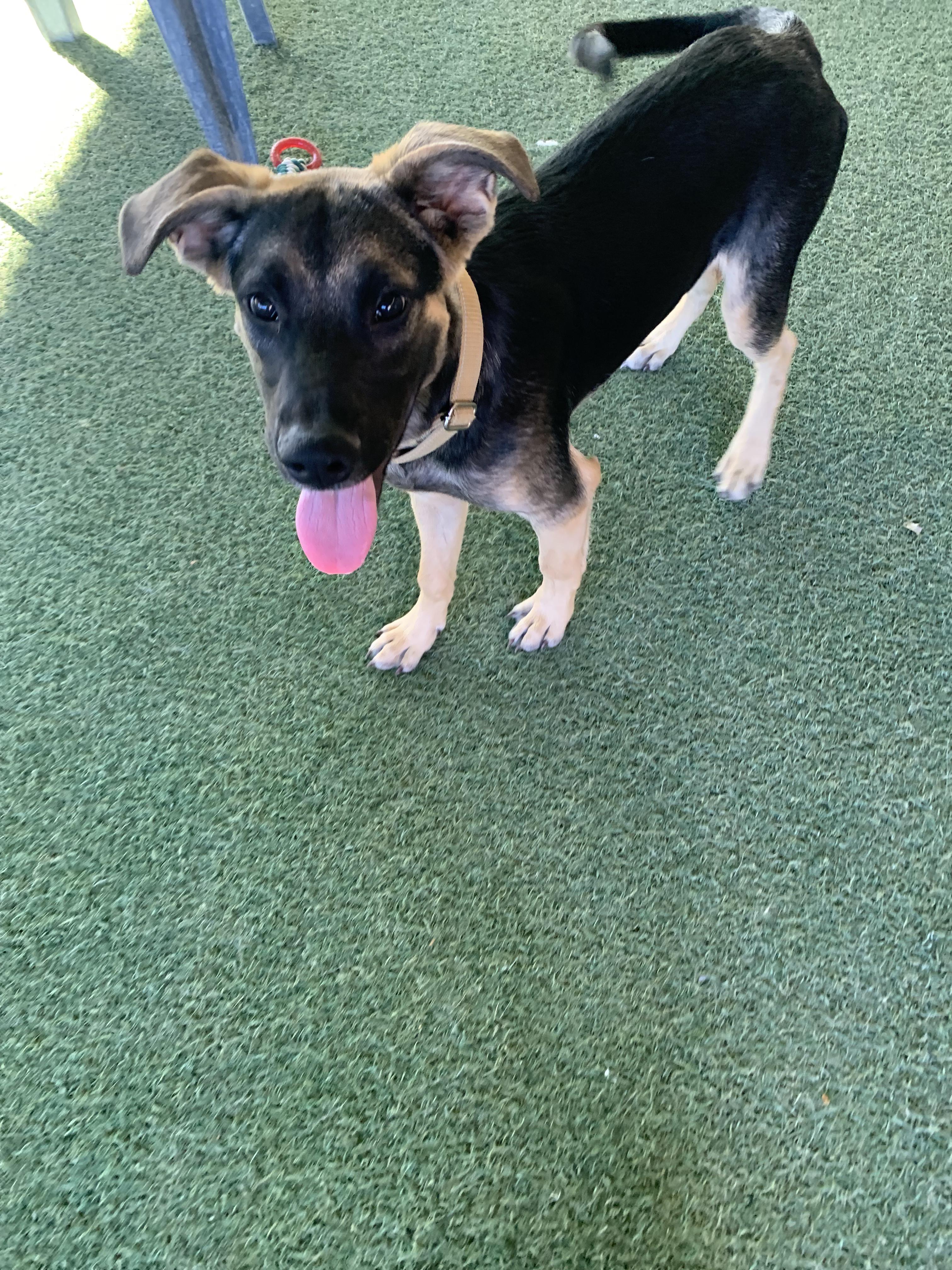 Enlarge Kirk, a Adopted mixed breed in Grass Valley, CA image 2/4