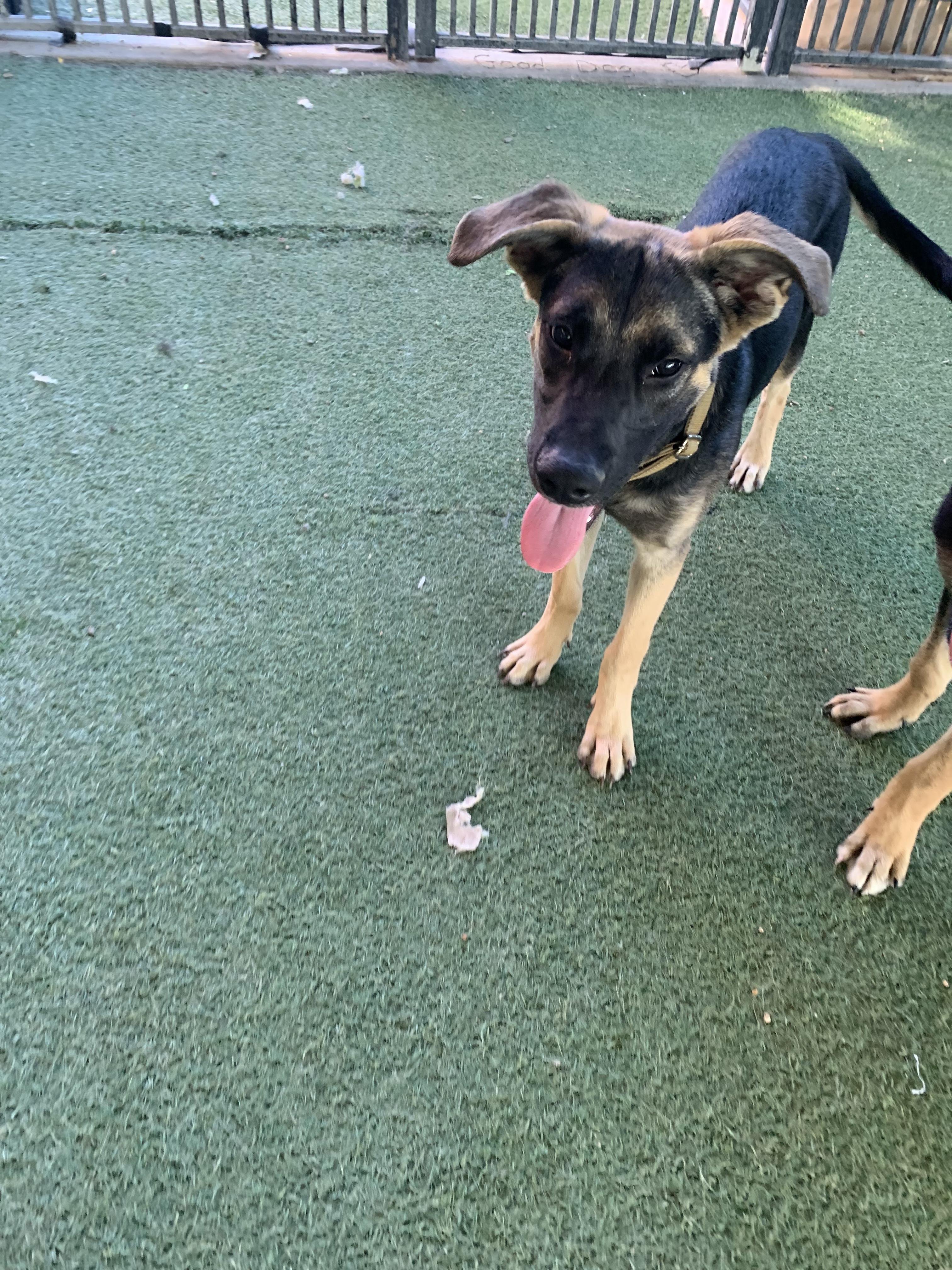 Enlarge Kirk, a Adopted mixed breed in Grass Valley, CA image 4/4