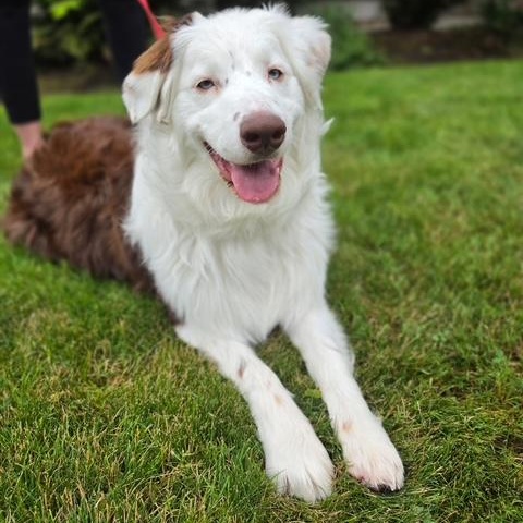 Russell, a ADOPTABLE Australian Shepherd in Olympia, WA image 1/6