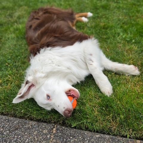 Russell, a ADOPTABLE Australian Shepherd in Olympia, WA image 2/6
