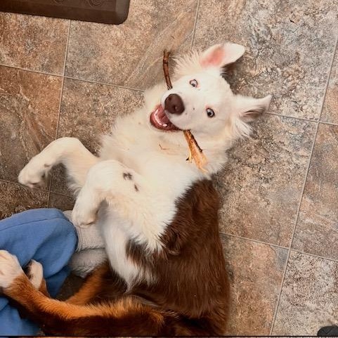 Russell, a ADOPTABLE Australian Shepherd in Olympia, WA image 6/6