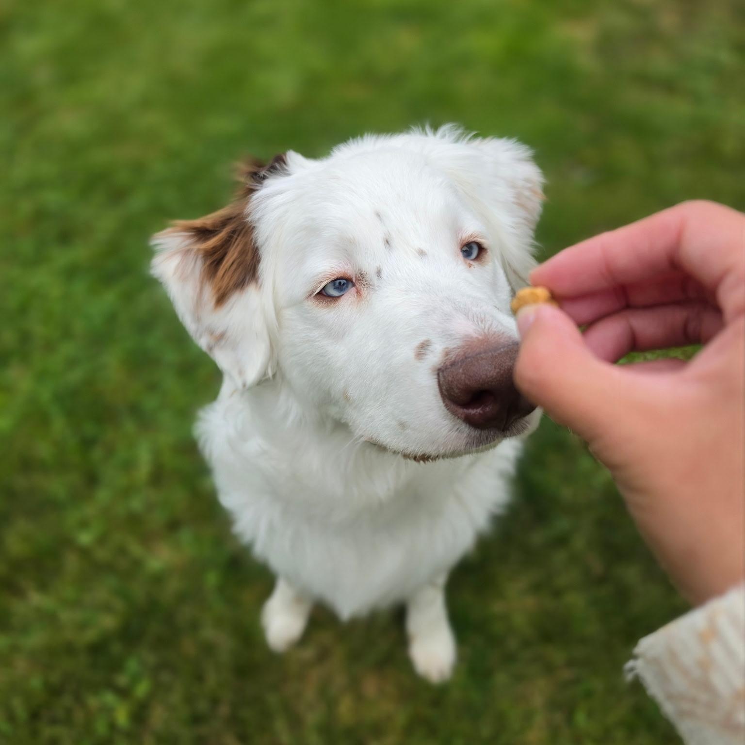 Russell, a ADOPTABLE Australian Shepherd in Olympia, WA image 5/6