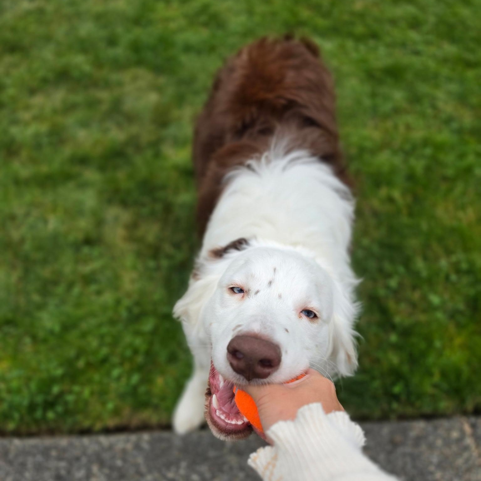 Russell, a ADOPTABLE Australian Shepherd in Olympia, WA image 3/6