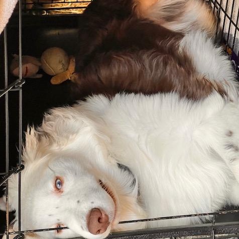 Russell, a ADOPTABLE Australian Shepherd in Olympia, WA image 4/6