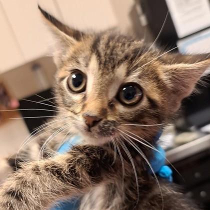 Enlarge Wrangler, a Adoptable mixed breed in Dallas, TX image 2/2