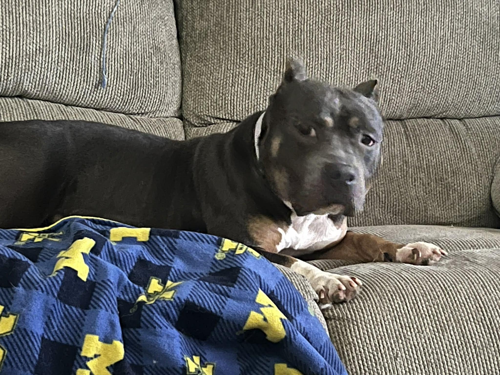 Enlarge Hippo, a ADOPTABLE American Bully in Davisburg, MI image 2/2