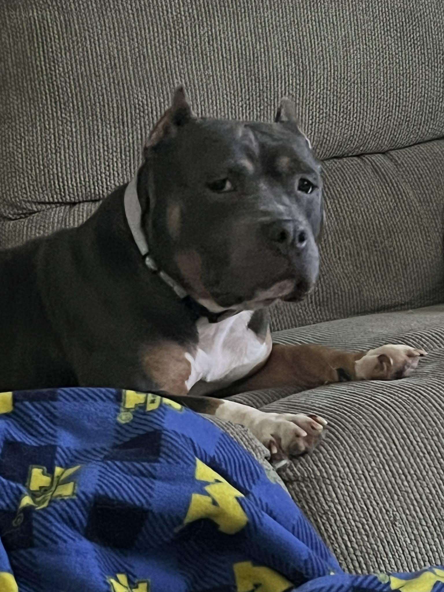 Enlarge Hippo, a ADOPTABLE American Bully in Davisburg, MI image 1/2