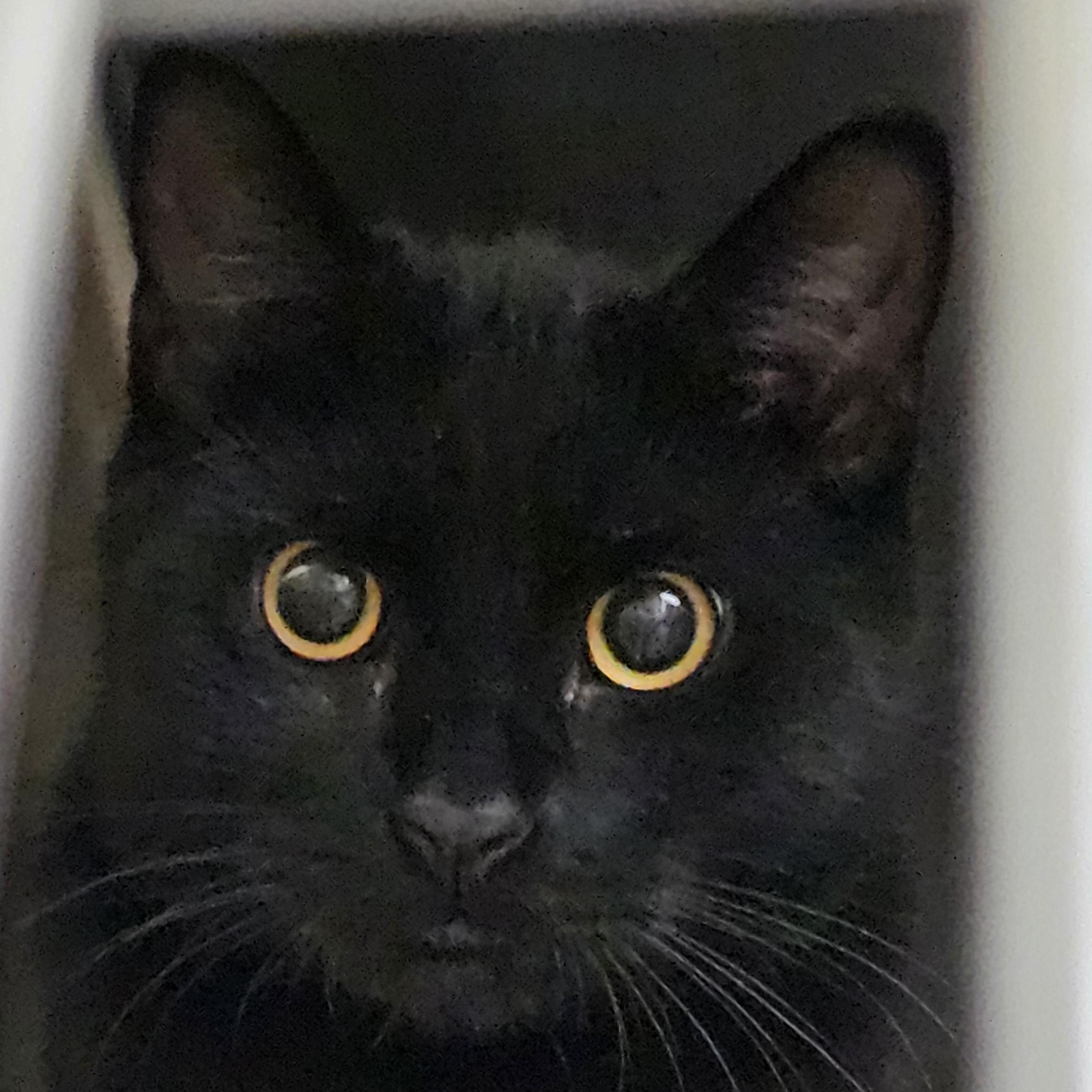 Enlarge Titan, a Adoptable Domestic Short Hair in Stratford, CT image 1/2