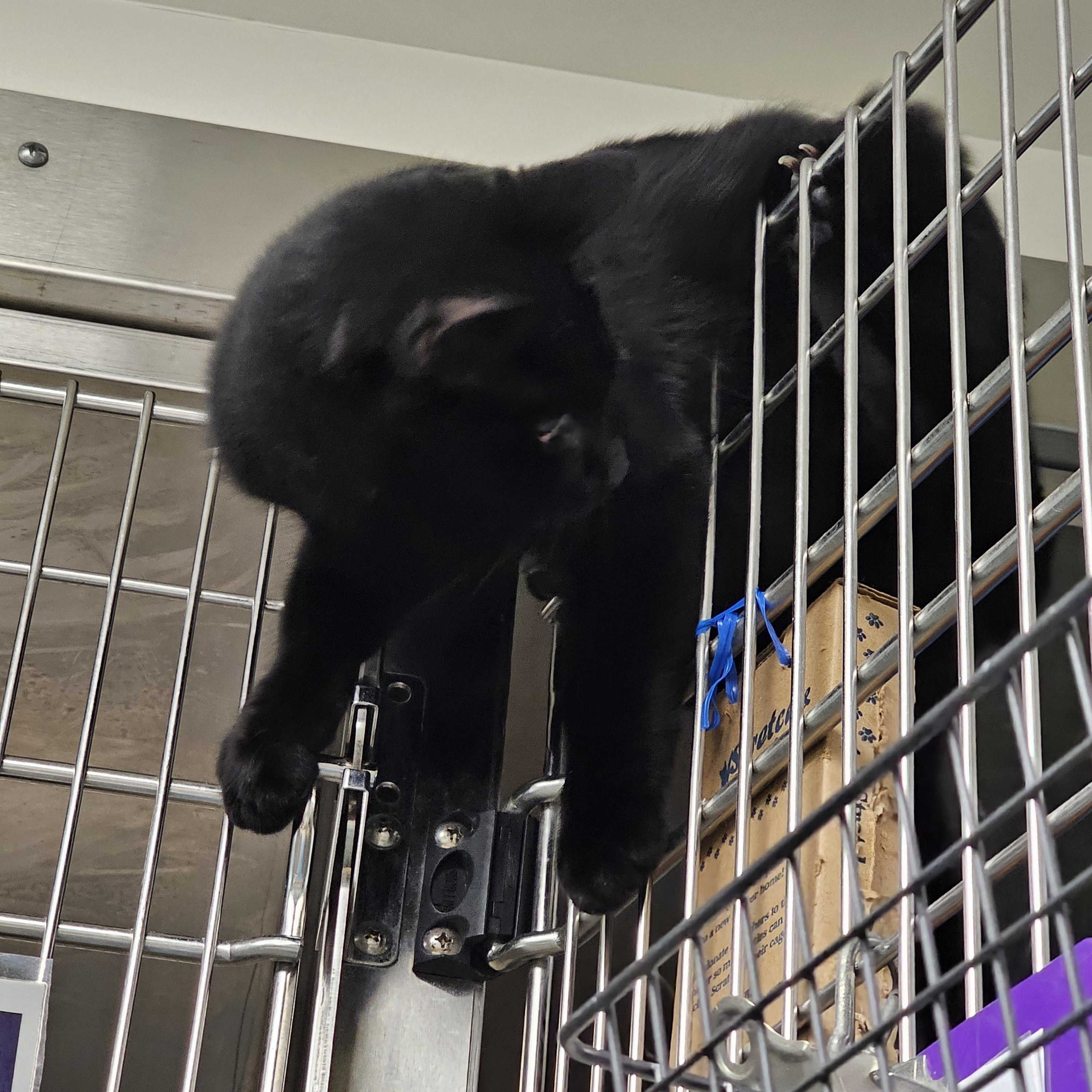 Enlarge Titan, a Adoptable Domestic Short Hair in Stratford, CT image 2/2