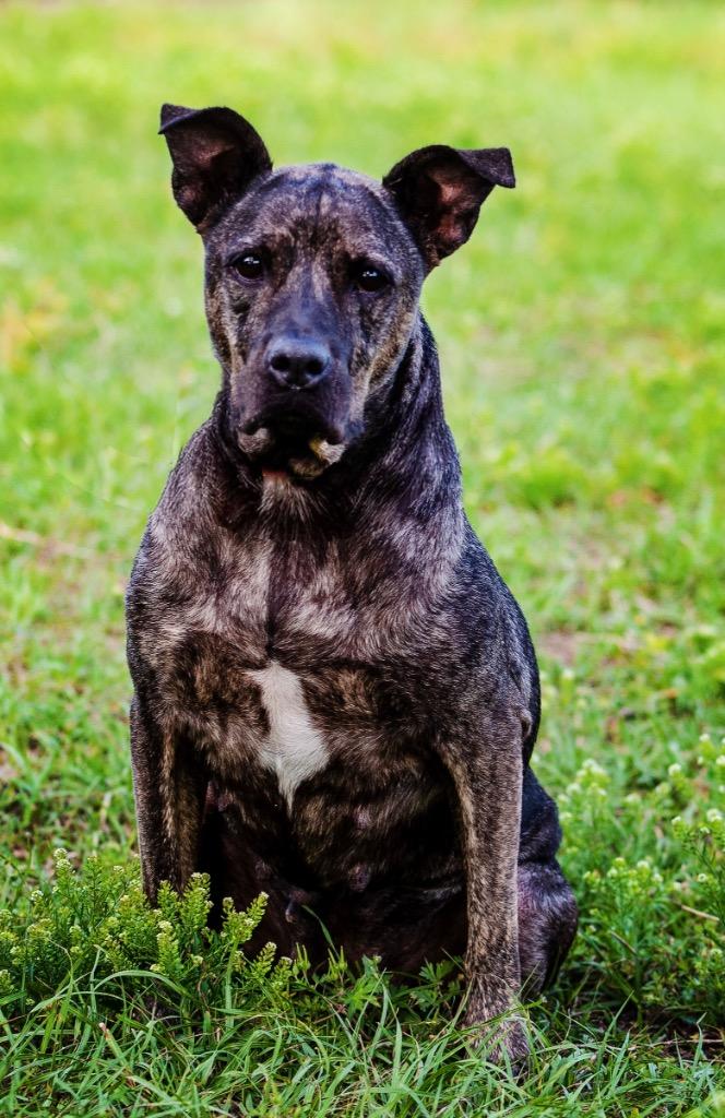 Enlarge Florence, a Adoptable Mixed Breed in Ocala, FL image 1/2