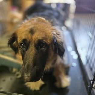 Enlarge Remi, a Adoptable mixed breed in Klamath Falls, OR image 1/1