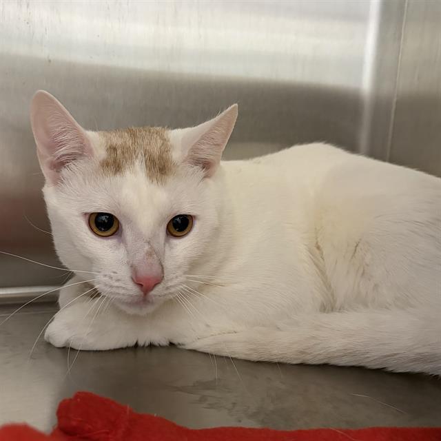 Enlarge KAVO, a Adoptable Domestic Short Hair in Centerville, MA image 1/1