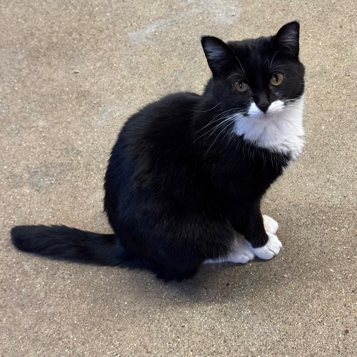 Enlarge Dory, a Adoptable Domestic Short Hair in Rochester, MN image 2/3