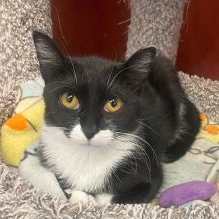 Dory, Adoptable, Young Female Domestic Short Hair.