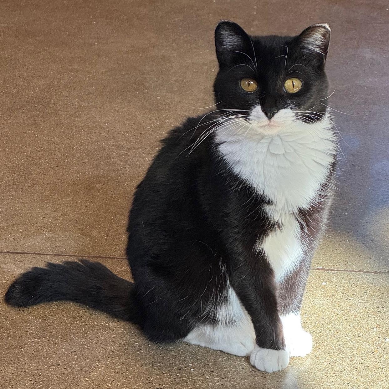 Dory, Adoptable, Young Female Domestic Short Hair.