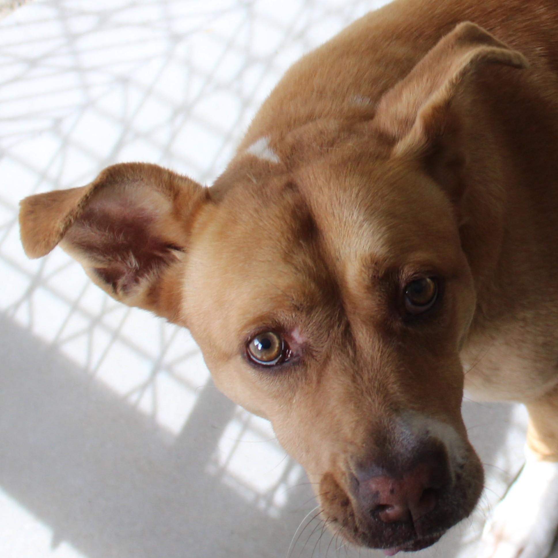 Brandy , ADOPTABLE, Adult Female Pit Bull Terrier & Shepherd.