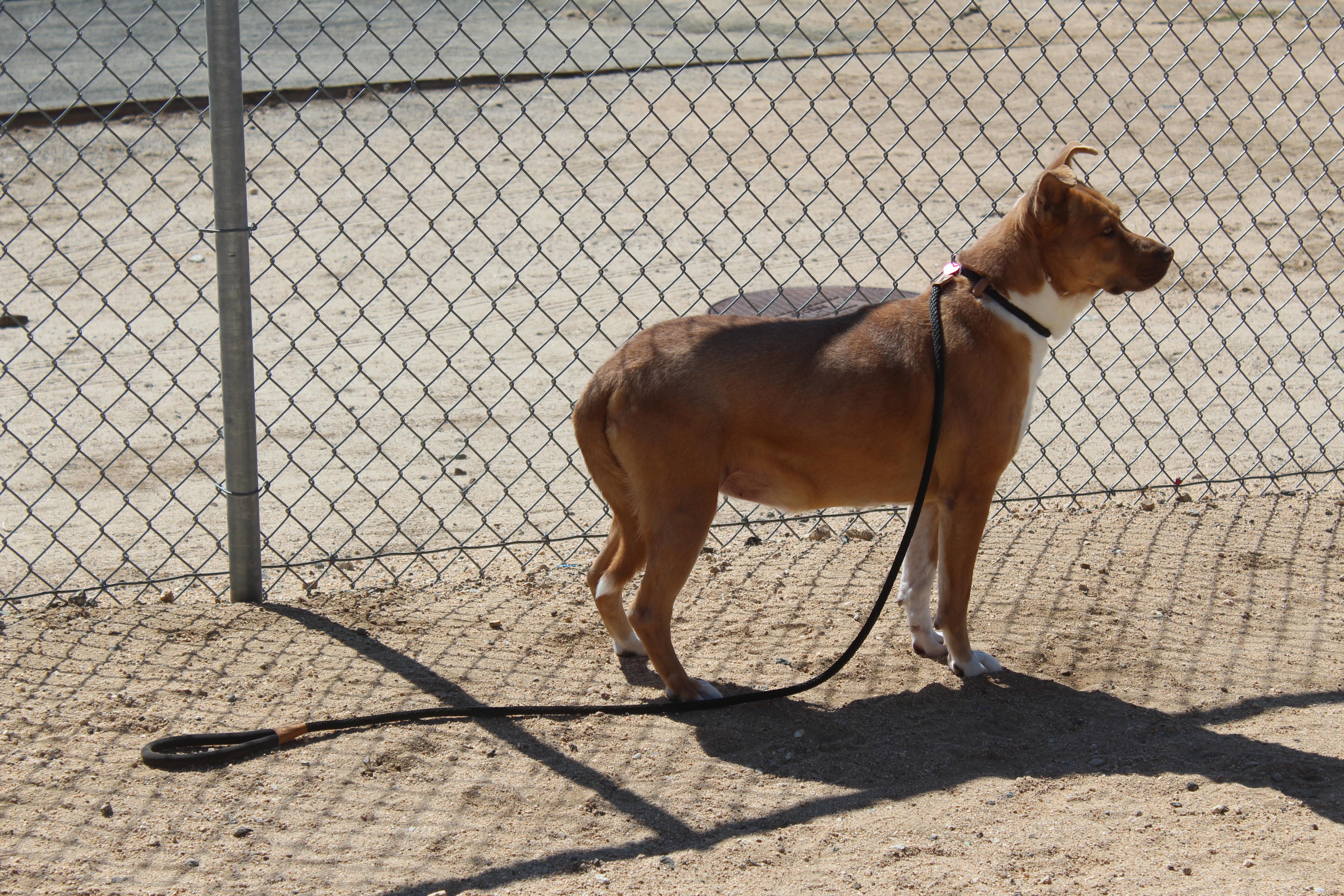 Enlarge Brandy , a ADOPTABLE mixed breed in Yucca Valley, CA image 3/6